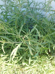 Diplotaxis tenuifolia