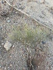 Eriogonum brachyanthum