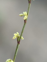 Eriogonum brachyanthum
