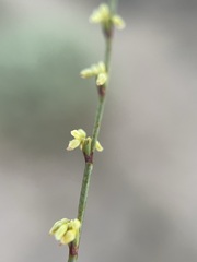 Eriogonum brachyanthum