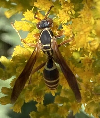 Polistes fuscatus