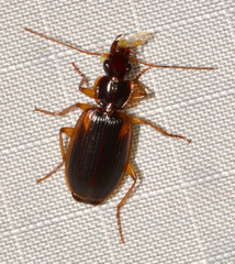 Cymindis limbata