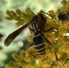 Polistes fuscatus