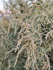 Atriplex torreyi