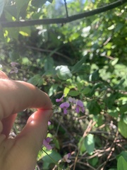 Desmodium nuttallii