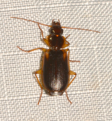 Cymindis limbata
