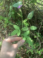 Desmodium nuttallii