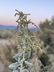 Atriplex torreyi