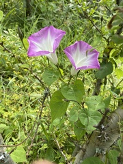 Ipomoea orizabensis novogaliciana