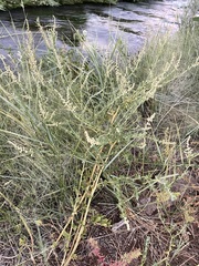 Atriplex serenana