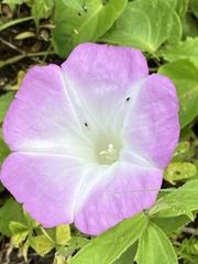 Ipomoea orizabensis novogaliciana