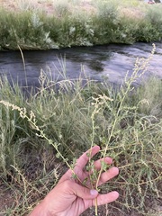 Atriplex serenana