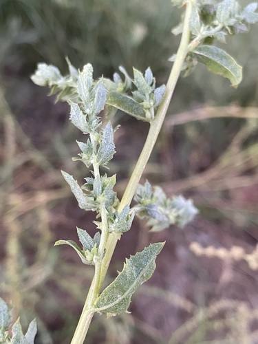 Image of Atriplex serenana by (c) Matt Berger, some rights reserved (CC BY)