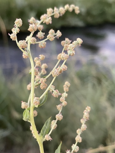 Image of Atriplex serenana by (c) Matt Berger, some rights reserved (CC BY)