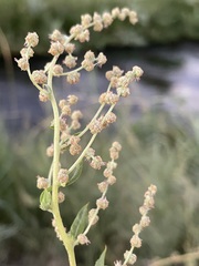 Atriplex serenana