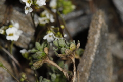 Draba lonchocarpa