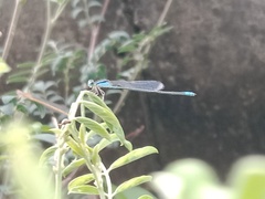 Pseudagrion spencei