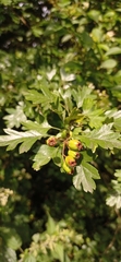 Crataegus monogyna