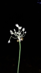 Allium caeruleum