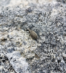 Lepyrus nordenskioeldi