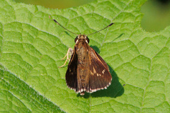 Amblyscirtes aesculapius