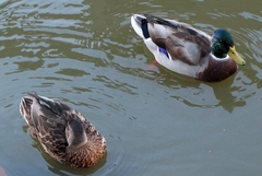 Anas platyrhynchos