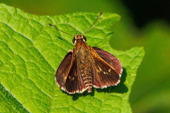 Amblyscirtes aesculapius