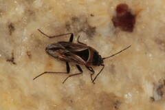 Xanthochilus quadratus