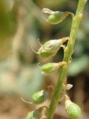 Melilotus albus