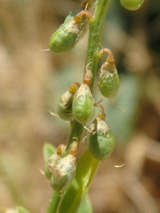Melilotus albus