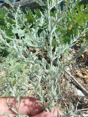 Artemisia