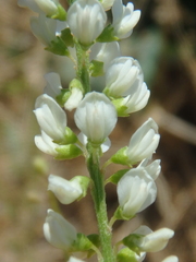 Melilotus albus