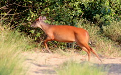 Cephalophorus natalensis