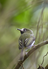 Hemitriccus granadensis