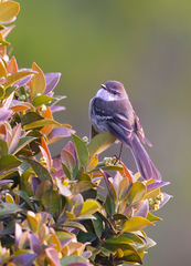 Mecocerculus leucophrys