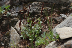 Epilobium clavatum