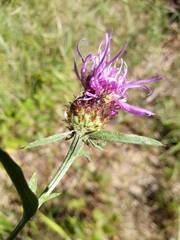 Centaurea fleischeri