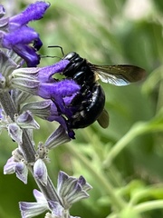 Xylocopa micans