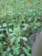 Parnassia glauca