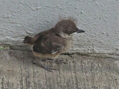 Toxostoma curvirostre