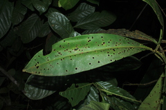 Stylogyne longifolia