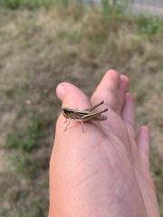 Euchorthippus declivus