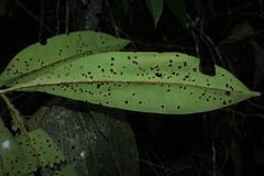 Stylogyne longifolia
