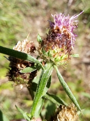 Centaurea fleischeri
