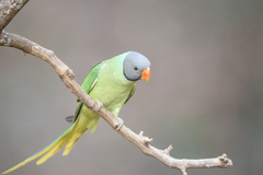 Psittacula himalayana