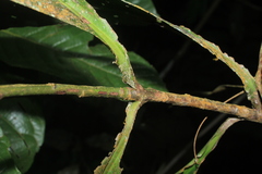 Stylogyne longifolia