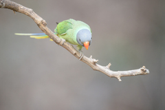 Psittacula himalayana