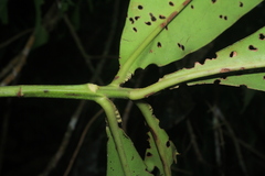 Stylogyne longifolia