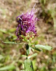 Centaurea fleischeri