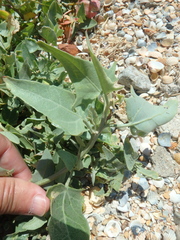 Atriplex